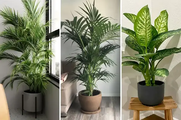 7 وسیله دکوراتیو که گرون نیست اما خونتون رو لوکس میکنه گلدان با گیاهان طبیعی